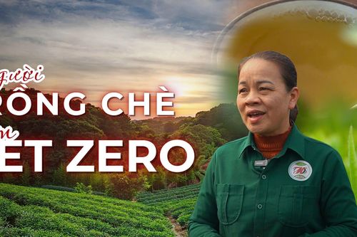 Người trồng chè 'thắng đậm' nhờ mô hình Net Zero