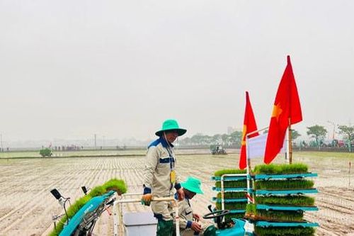Đưa máy cấy mạ khay vào sản xuất lúa: Tăng năng suất, chất lượng, giảm chi phí