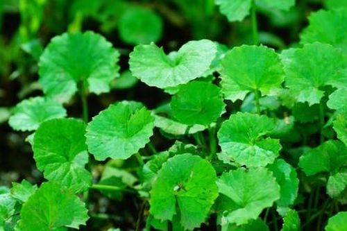 6 vị thuốc giúp thanh lọc cơ thể