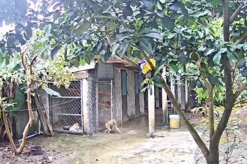 Video bẫy bắt cá thể khỉ quý hiếm đột nhập nhà dân phá tài sản