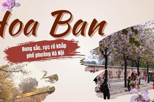 Hà Nội - mùa hoa ban bung sắc