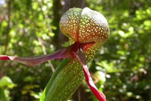 Cận cảnh loài thực vật săn mồi có lá giống hệt rắn hổ mang