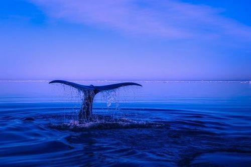 Xác nhận sự kiện chưa từng có - cá voi lưng gù bơi khỏe mạnh tại vùng biển của Bỉ