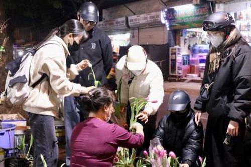 'Cơn sốt' hoa tulip giúp tiểu thương thu về hàng chục triệu đồng mỗi ngày