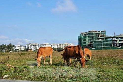 Quảng trường, công viên cây xanh 100 tỷ tại Huế nhếch nhác, thành nơi chăn thả trâu bò