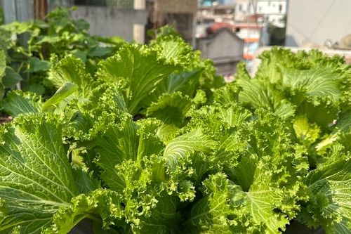 Điều cấm kỵ khi chế biến một số loại rau phổ biến