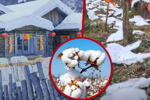 Khu du lịch mới hoạt động đã phải đóng cửa vì dùng đồ giả dụ khách