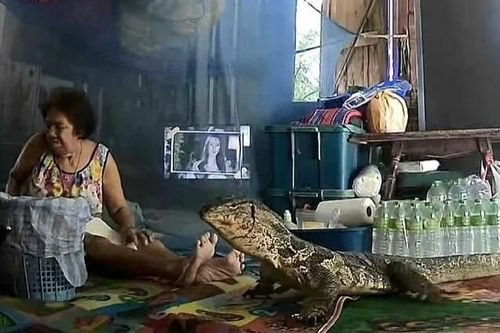 Đang ăn trưa, bà lão hốt hoảng phát hiện kỳ đà cỡ lớn lao thẳng vào nhà