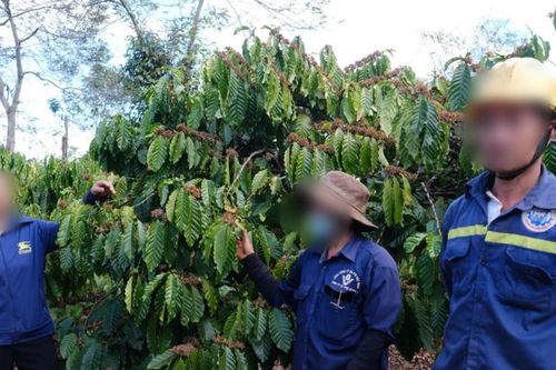 Bắt công nhân đóng bảo hiểm bằng cà phê: Giám đốc công ty nói gì?