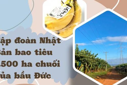 Hé lộ bất ngờ về tập đoàn Nhật Bản bao tiêu 1.500 ha chuối của bầu Đức