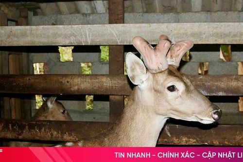Vũ Quang phát triển nghề nuôi hươu lấy nhung