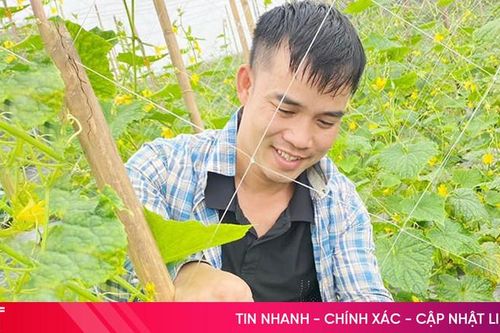 Giá dưa chuột ổn định, nông dân vùng trồng lớn nhất Hương Khê phấn khởi thu hái