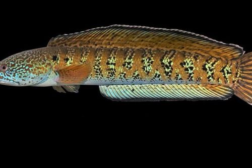Tìm thấy loài động vật tưởng chừng tuyệt chủng từ thập niên 1930