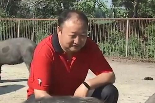 Nuôi lợn bằng thứ không ai ngờ, tưởng điên rồ mà kiếm trăm tỉ/năm