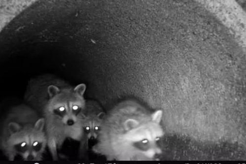 Phát hiện điều đáng sợ khi đặt camera xuống hệ thống cống rãnh