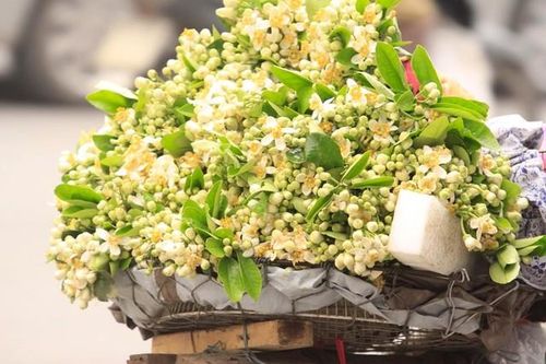 Bán hoa bưởi, thu nhập tiền triệu mỗi ngày