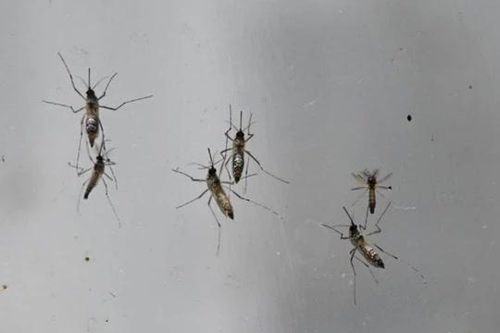 50 con muỗi cái chết ngay lập tức sau màn giao phối với muỗi đực, một thí nghiệm hứa hẹn xóa sổ mọi loài côn trùng gây hại trên hành tinh