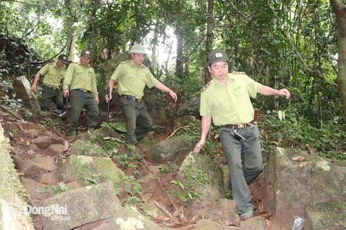 Hiệu quả công tác tuần tra, bảo vệ rừng