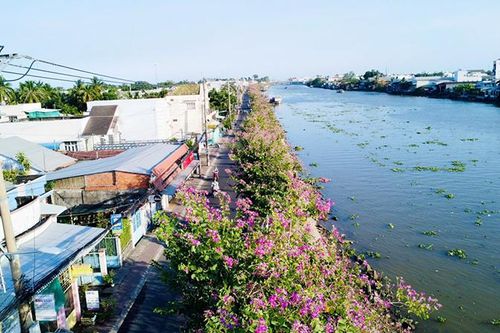 TP Sa Đéc, con đường rợp sắc tím hoa ban hoàng hậu