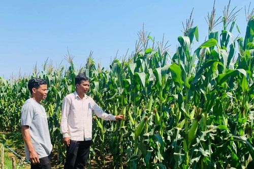 Hiệu quả từ việc chuyển đổi đất trồng lúa kém hiệu quả sang trồng bắp