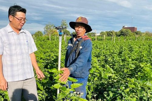 Nông dân Phú Thiện làm giàu nhờ chuyển đổi cơ cấu cây trồng