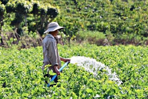 Khẩn trương thực hiện các biện pháp phòng, chống hạn