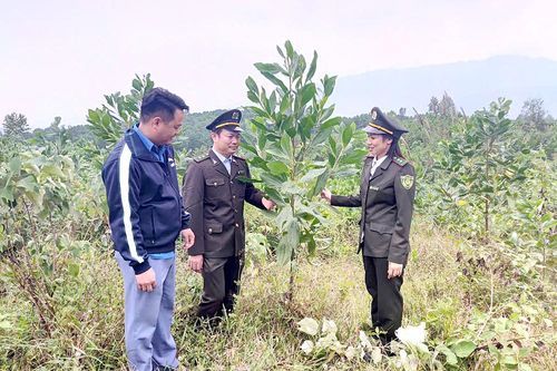Chú trọng công tác phát triển rừng