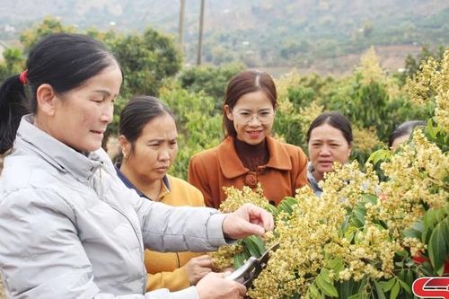 Nà Nghịu không còn hộ hội viên phụ nữ nghèo