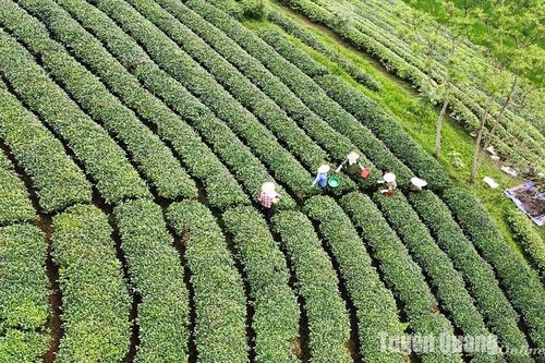 Đón lộc chè Xuân