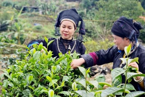Lào Cai: Đặt mục tiêu giá trị các ngành hàng chủ lực đạt trên 10.445 tỷ đồng trong năm 2025
