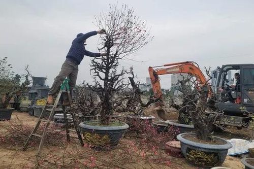 Làng đào Nhật Tân tất bật vào vụ mới