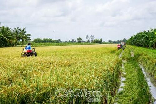 Lúa sinh thái, lúa hữu cơ - Hướng đi dài cho nông nghiệp xanh