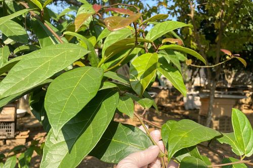 Lợi ích của lá vối với sức khỏe không phải ai cũng biết