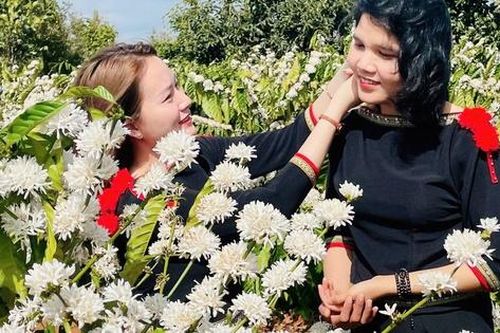 Hoa cà phê nhuộm trắng nương rẫy Tây Nguyên