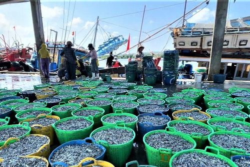 Ngư dân trúng đậm 'lộc biển'