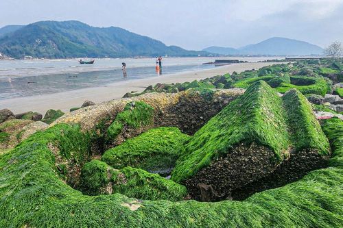 Chiêm ngưỡng bãi rêu xanh mướt tuyệt đẹp tại bờ biển Hà Tĩnh