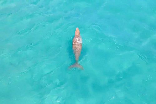 Tận thấy bò biển Dugong bơi sát bờ ở Côn Đảo