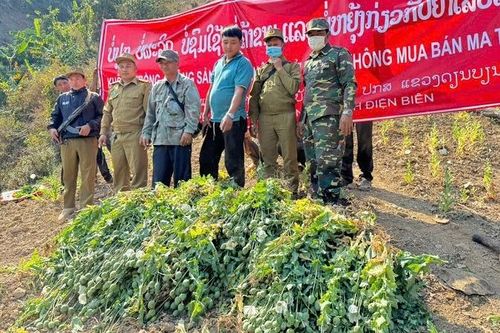 Công an Điện Biên phối hợp phá, nhổ gần 70ha cây thuốc phiện trồng trái phép tại Lào