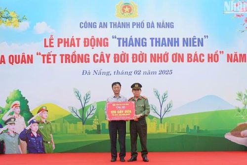 Thêm 120 cây dừa phủ xanh bãi biển Đà Nẵng
