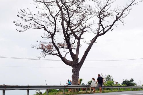 Giới trẻ tiếc ngẩn ngơ khi thấy cây thông cô đơn nổi tiếng trên đèo Hải Vân chết khô