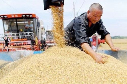 Phát triển giống lúa mới, tốt cho tim mạch