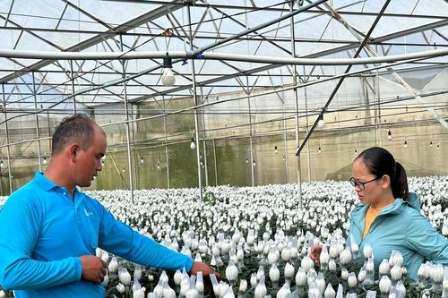 An sinh cho đồng bào dân tộc thiểu số ở Tây Nguyên: Hỗ trợ vay vốn, tạo công ăn việc làm