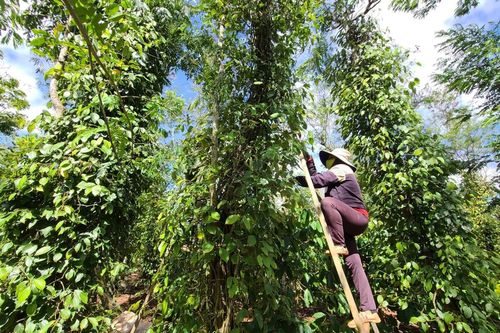 Nông dân Tây Nguyên vào mùa tưới cà phê, thu hoạch hồ tiêu