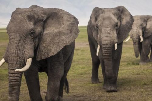 Tàu hỏa Sri Lanka trật bánh sau khi đâm vào đàn voi
