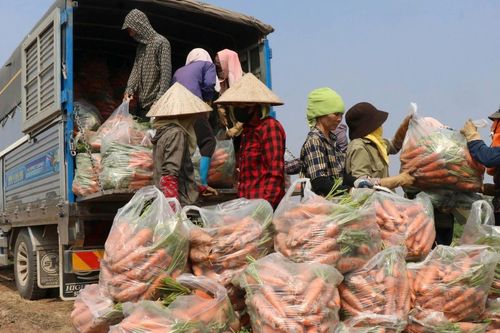 Cà rốt được mùa mất giá, người dân Bắc Ninh vừa bán rẻ vừa nhổ bỏ