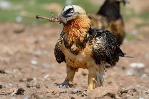 Loài động vật duy nhất thích ăn xương hơn thịt: Đó là loài nào?