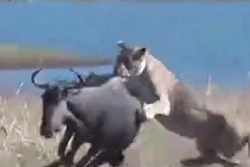 CLIP: Chủ động tấn công sư tử, linh dương đầu bò nhận cái kết đầy đau đớn