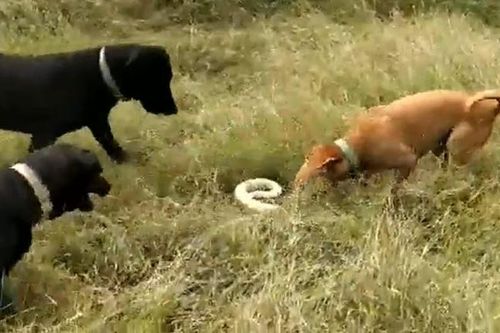 CLIP: 3 con chó nhà hợp sức tấn công rắn hổ mang và cái kết đầy đau đớn cho loài bò sát