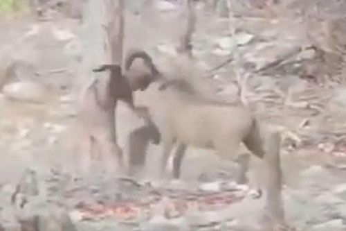 CLIP: Rơi vào tay lợn rừng, khỉ đầu chó bỏ mạng thương tâm