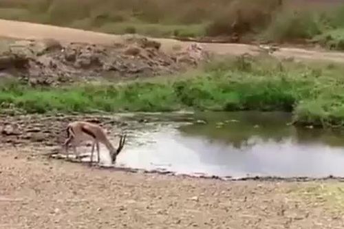 CLIP: Bị sư tử truy sát, linh dương có màn bẻ lái ngoạn mục khiến kẻ đi săn 'bẽ mặt'